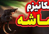 فوری : مکانیسم ماشه رسما فعال شد | آکسیوس خبر داد